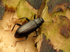 Strongylium terminatum