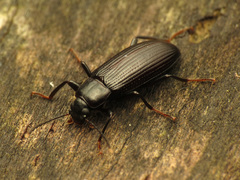 Strongylium terminatum