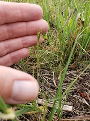 Alopecurus carolinianus