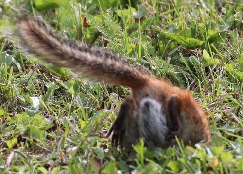 Squirrel Bot Fly photo 3