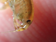 Gammarus mucronatus