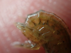 Gammarus mucronatus