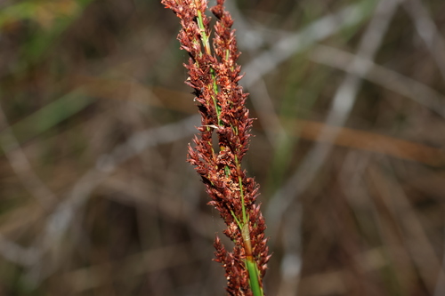 Image of Machaerina teretifolia by (c) Greg Tasney, some rights reserved (CC BY-SA)