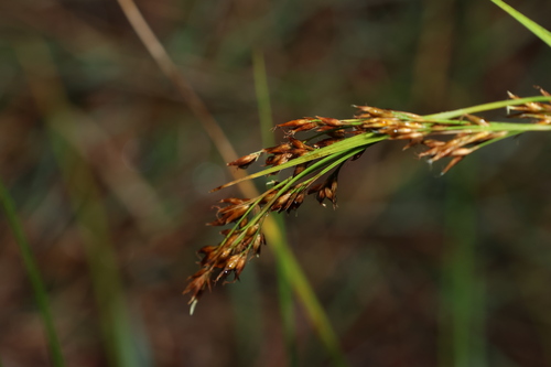 Image of Rhynchospora brownii by (c) Greg Tasney, some rights reserved (CC BY-SA)