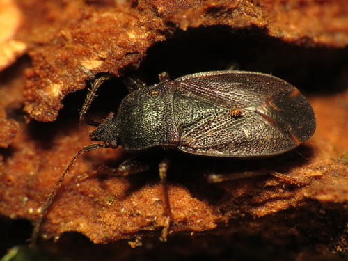 Drymus crassus photo 3