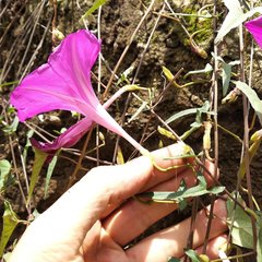 Ipomoea elongata
