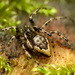 Ant-eating Spiders - Photo (c) Katja Schulz, some rights reserved (CC BY)