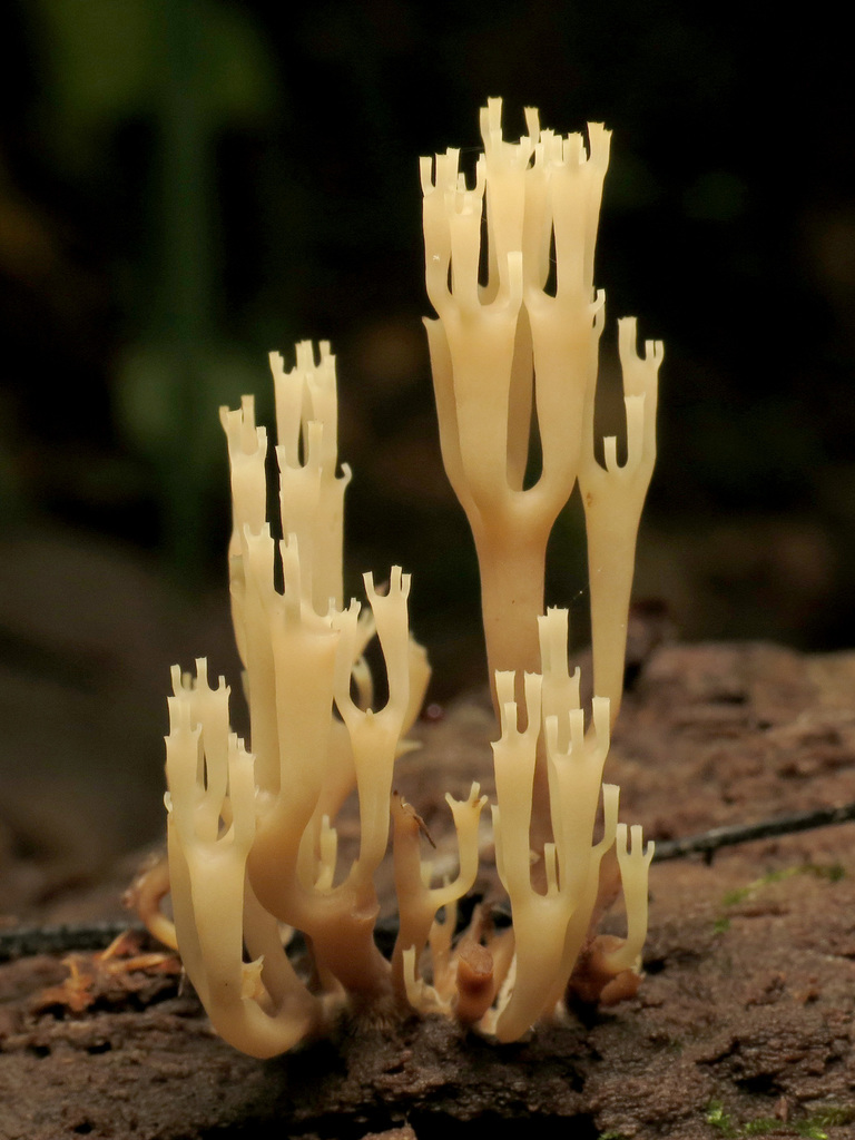 Auriscalpiaceae