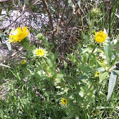 Grindelia inuloides