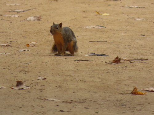iNaturalist observation photo of Eastern Fox Squirrel