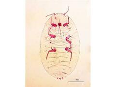 Jack Beardsley Mealybug