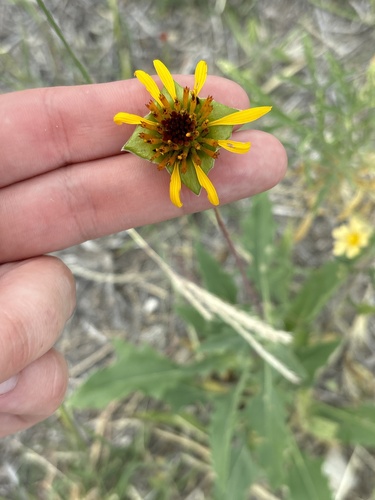 Image of Tetragonotheca texana by no rights reserved