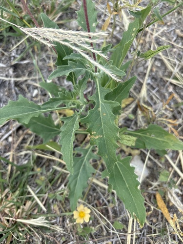 Image of Tetragonotheca texana by no rights reserved