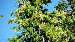 Rourea doniana