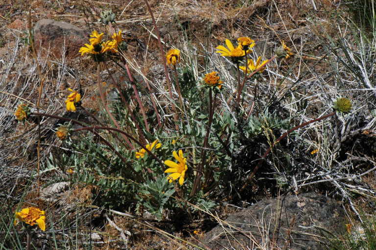Balsamorhiza macrolepis