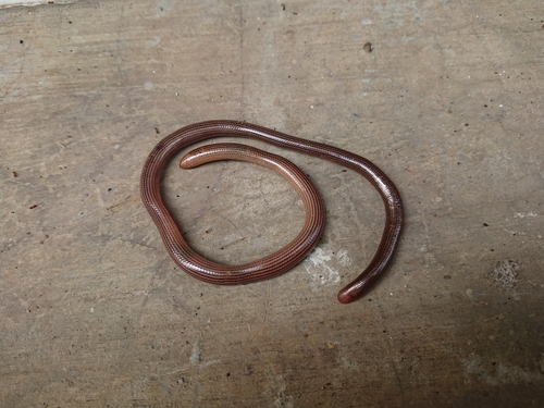 Striped Blind Snake