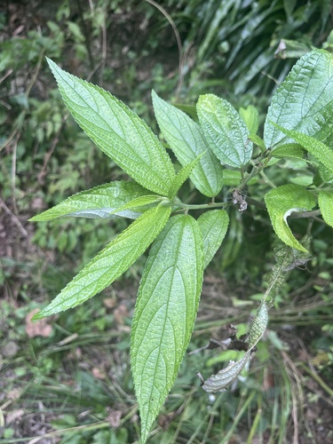 Debregeasia orientalis iNat (1)