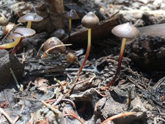 Mycena nivicola