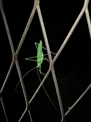 Acrometopa macropoda