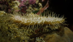 Eupentacta quinquesemita