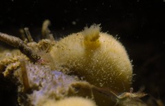 Tetillidae