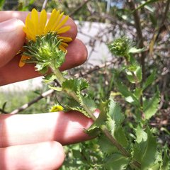 Grindelia inuloides