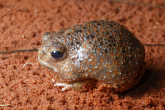 Desert Spadefoot Toad photo 4