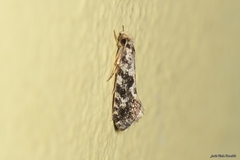 Nemapogon granella