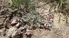 Astragalus chamaeleuce