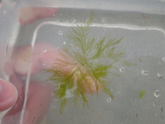 Bryopsis plumosa