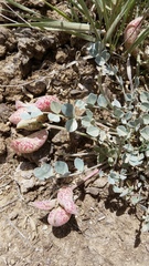 Astragalus chamaeleuce