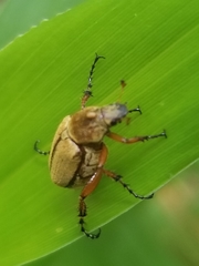 Macrodactylus subspinosus