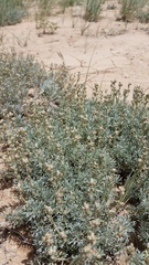 Artemisia pedatifida