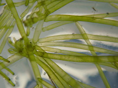 Bryopsis plumosa