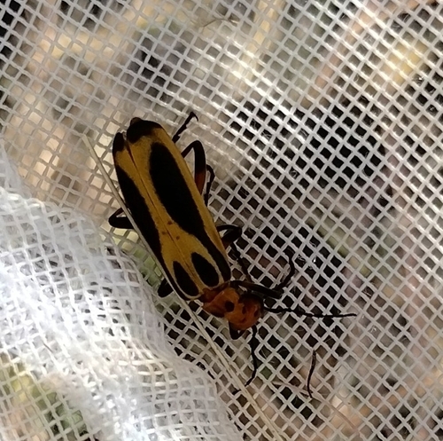 Pyrota sinuata