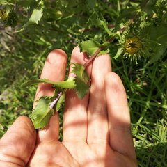 Grindelia inuloides
