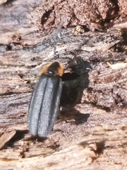 Lucidota atra