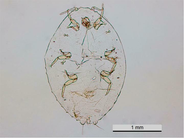 Coffee mealybug