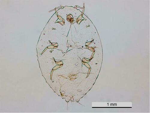 Coffee mealybug