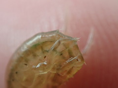 Gammarus mucronatus