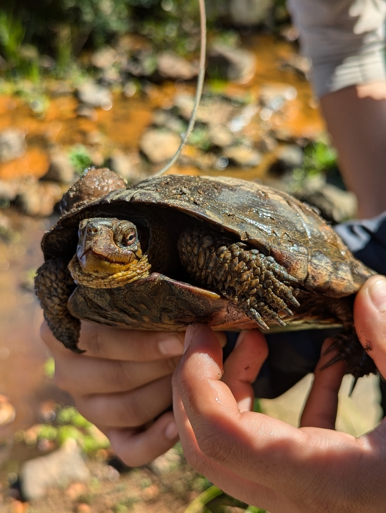 Northwestern Pond Turtle in October 2024 by Bryce Johnson · iNaturalist