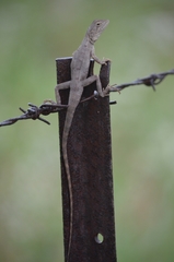 Diporiphora australis