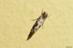 Nemapogon granella
