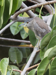 Nycticorax nycticorax