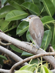 Nycticorax nycticorax