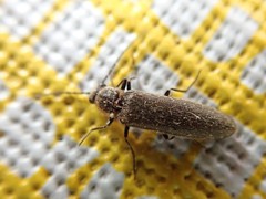 Denticollis denticornis