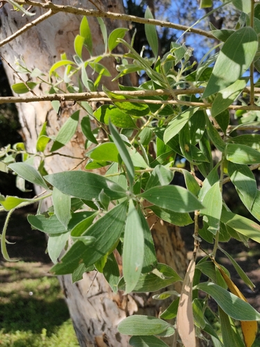 Image of Melaleuca dealbata by (c) Tony van Kampen, some rights reserved (CC BY)