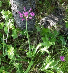 Allium brevistylum