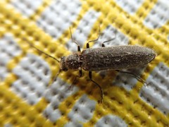 Denticollis denticornis