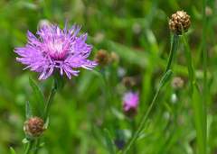 Centaurea
